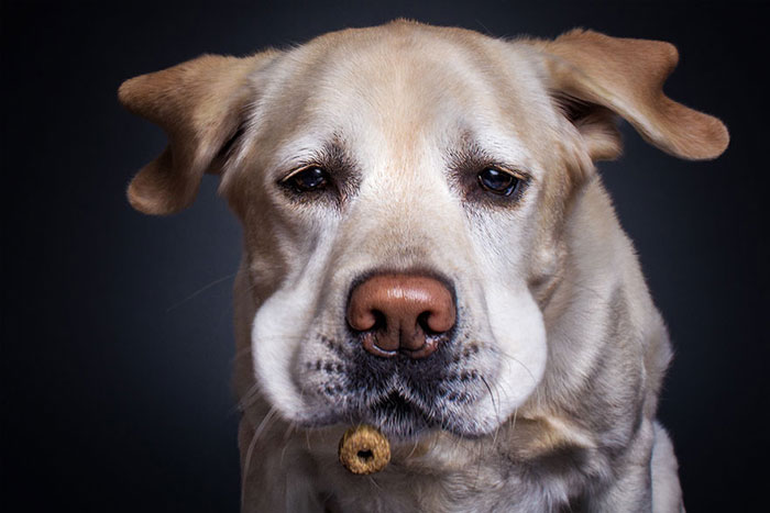 Perros y sus divertidas caras al conseguir comida