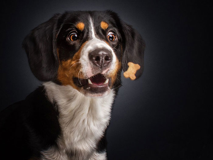 Perros y sus divertidas caras al conseguir comida