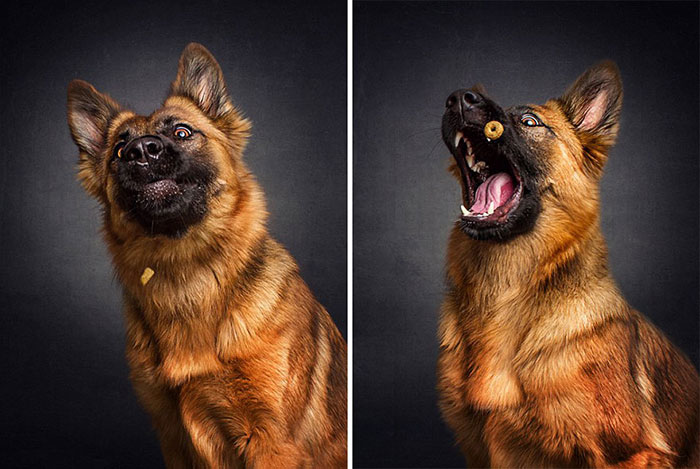 Perros y sus divertidas caras al conseguir comida