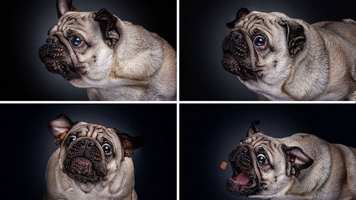 Perros y sus divertidas caras al conseguir comida