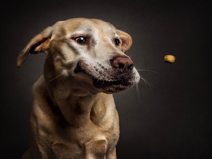 Perros y sus divertidas caras al conseguir comida