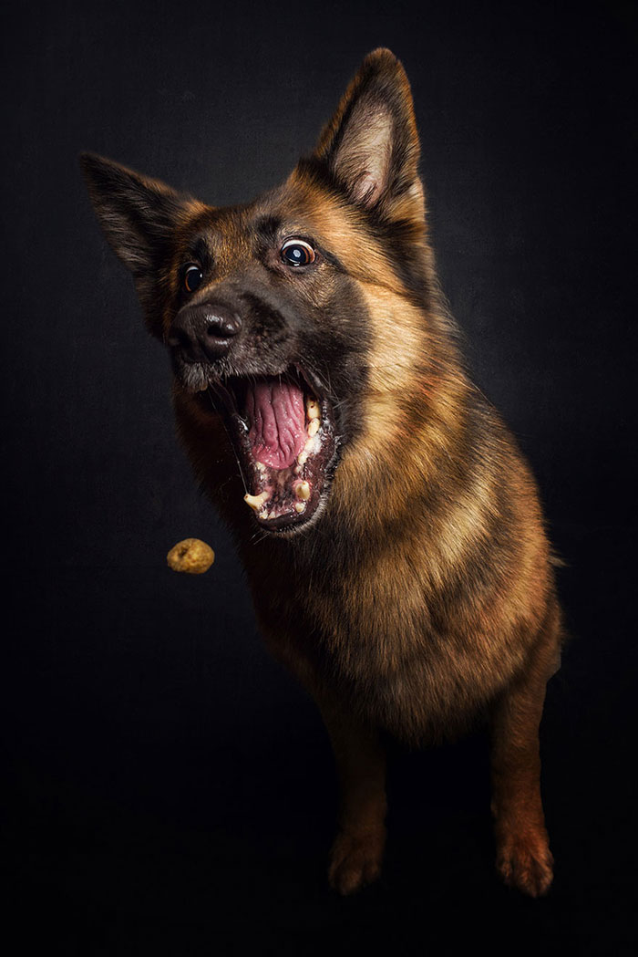 Perros y sus divertidas caras al conseguir comida