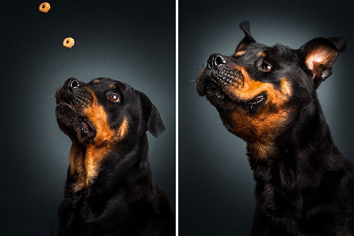 Perros y sus divertidas caras al conseguir comida