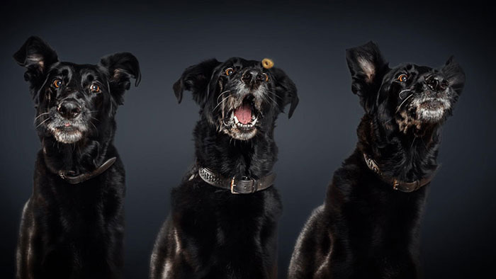 Perros y sus divertidas caras al conseguir comida