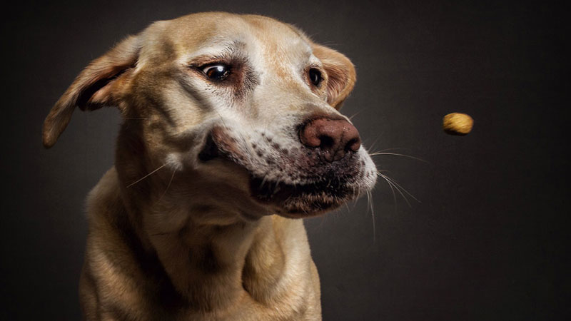 Perros y sus divertidas caras al conseguir comida